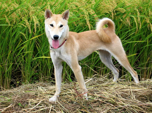 The 4 Shiba's of Japan – Japanese Dog 